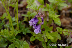 Wang.QG, CC BY, iNaturalist via GBIF Meehania urticifolia, photograph Wang.QG, CC BY, iNaturalist via GBIF