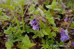 Meehania urticifolia, photograph Wang.QG, CC BY, iNaturalist via GBIF