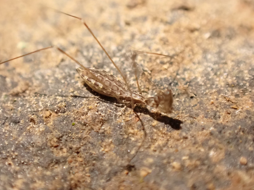 Ploiaria chilensis