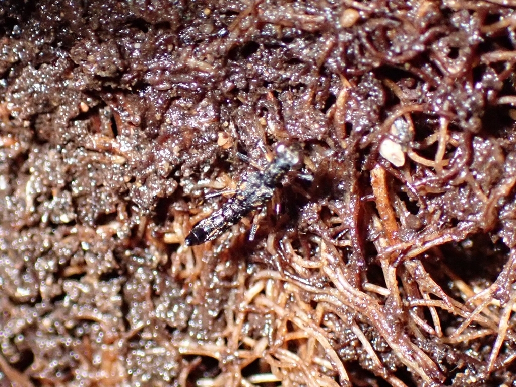 Stenus guttula