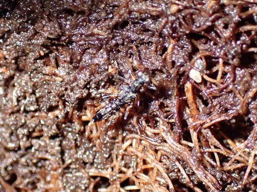 Stenus guttula