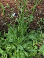 Hypochaeris chillensis