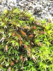 Schistidium papillosum