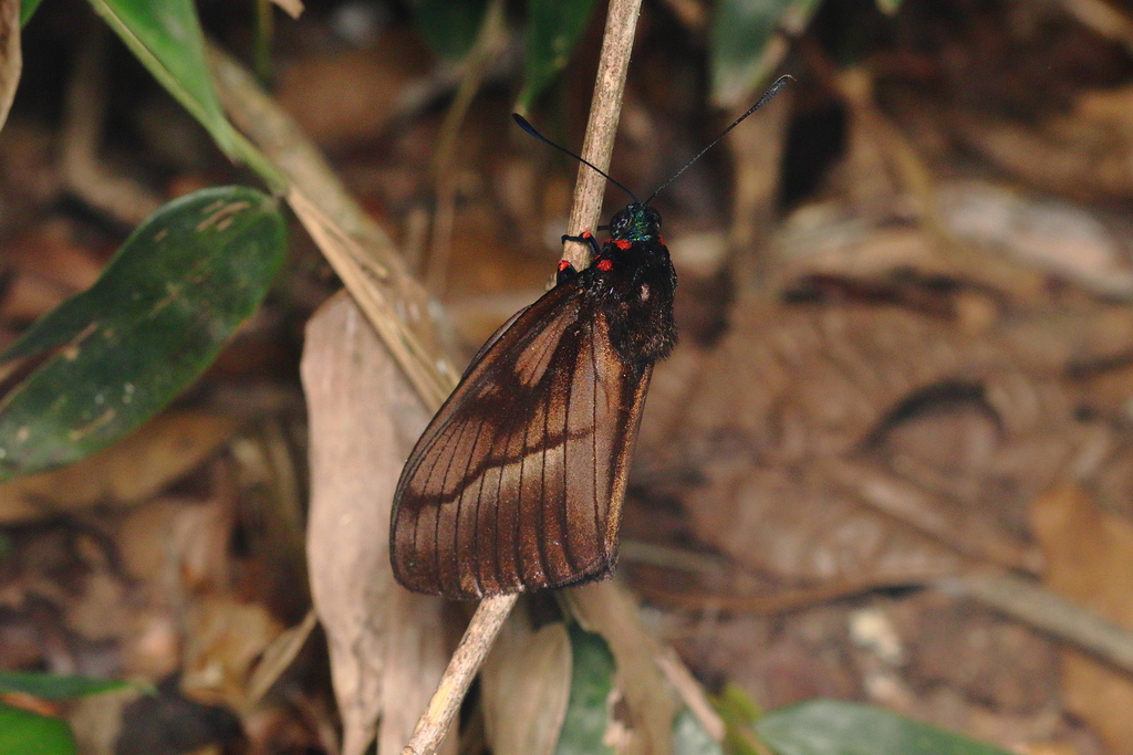 Prometheus cochrus