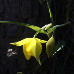 Calochortus pulchellus