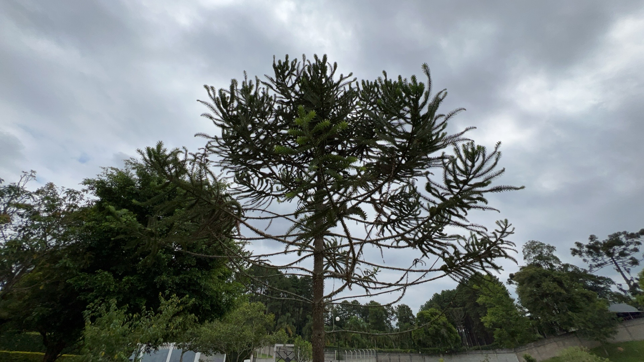 Araucaria angustifolia