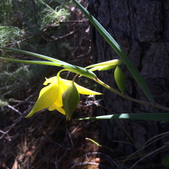 Calochortus pulchellus