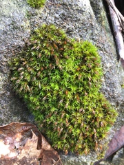 Schistidium papillosum