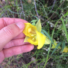 Calochortus pulchellus