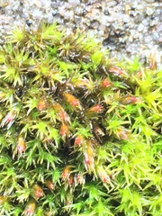 Schistidium papillosum