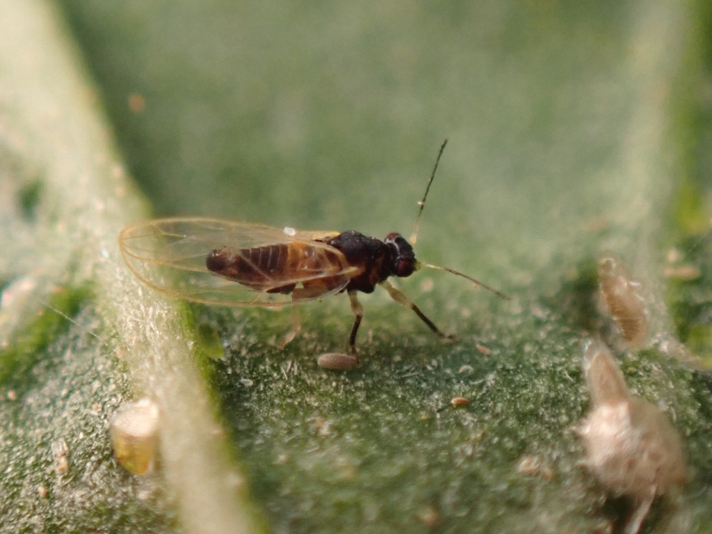 Drepanoza molinai