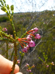 Erica ferrea