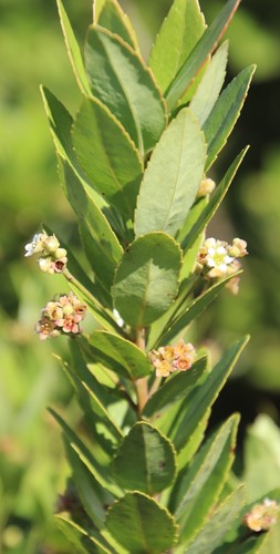 Image of Gerrardina foliosa by (c) Tony Rebelo, some rights reserved (CC BY-SA)