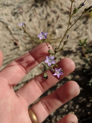 Gilia sinuata