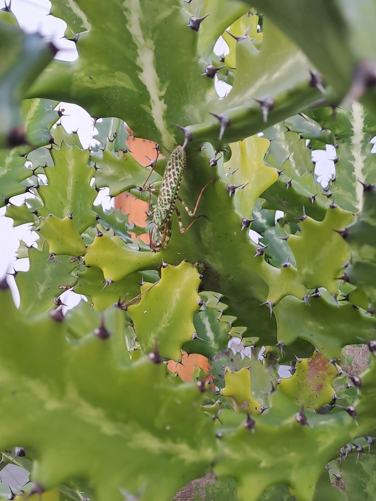 Thistle Mantis from Telde, Gran Canaria on December 31, 2023 at 12:37 ...