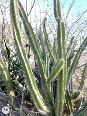 Stenocereus standleyi