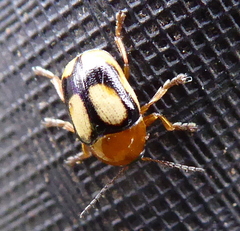 Cryptocephalus viridiceps