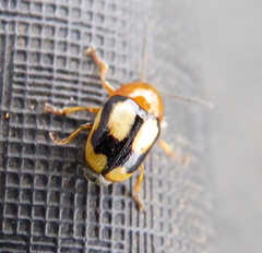 Cryptocephalus viridiceps