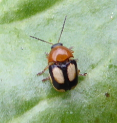 Cryptocephalus viridiceps