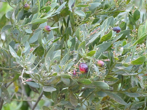 Osyris compressa, photograph 5