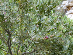 Osyris compressa, photograph Shaun Swanepoel, CC BY, iNaturalist via GBIF