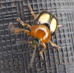 Cryptocephalus viridiceps