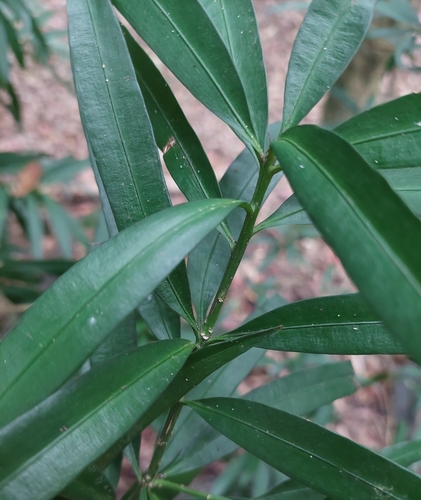 Image of Podocarpus nakaii by (c) Jason, some rights reserved (CC BY)