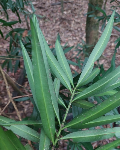 Image of Podocarpus nakaii by (c) Jason, some rights reserved (CC BY)