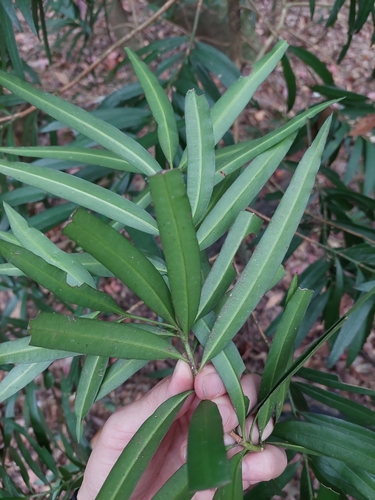 Image of Podocarpus nakaii by (c) Jason, some rights reserved (CC BY)