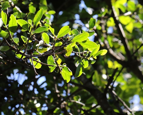 Image of Garcinia oblongifolia by no rights reserved