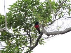 Hypopyrrhus pyrohypogaster