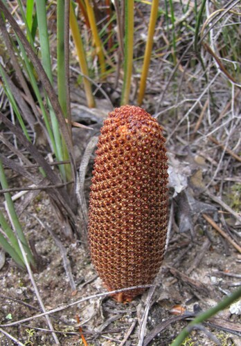 Image of Banksia repens by (c) Gail A Baker, some rights reserved (CC BY)