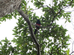 Hypopyrrhus pyrohypogaster