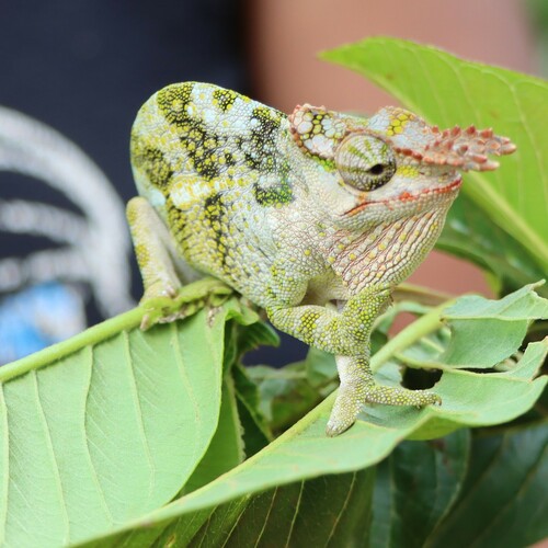 Kilimanjaro Blade-horned Chameleon