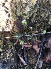 Claytonia parviflora