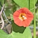 Ipomoea indivisa - Photo (c) Andre Saibra, some rights reserved (CC BY-NC-SA), uploaded by Andre Saibra