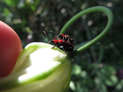 Lily Leaf Beetle, Amsterdam-Noord, Amsterdam, Netherlands, photo 10 of 10
