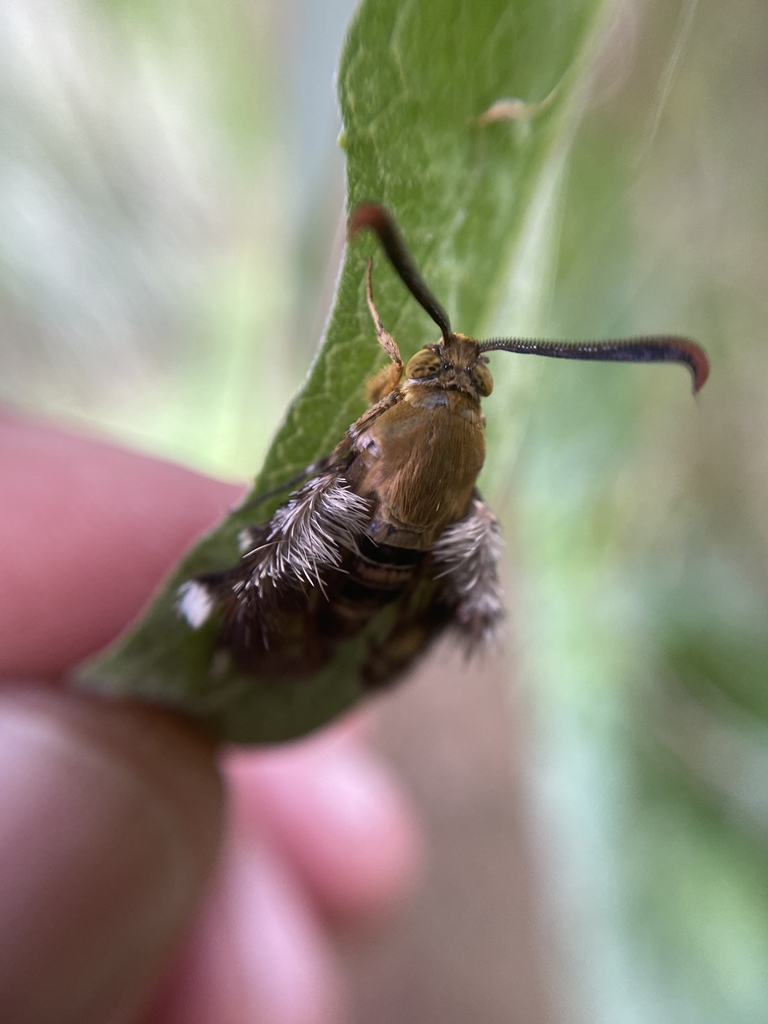 Melittia powelli
