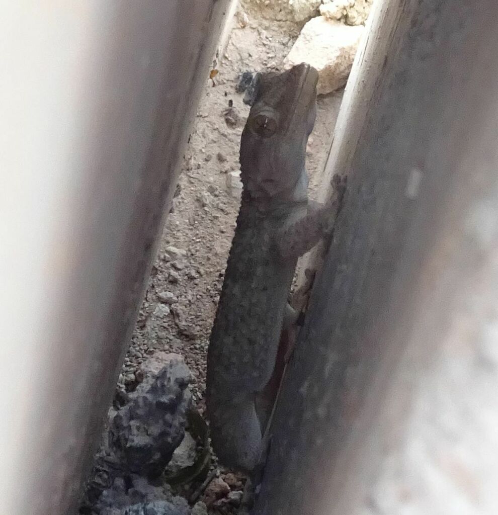 Moorish Gecko From Provinz Alicante Spanien On December 31 2023 At 04 moorish-gecko-from-provinz-alicante-spanien-on-december-31-2023-at-04