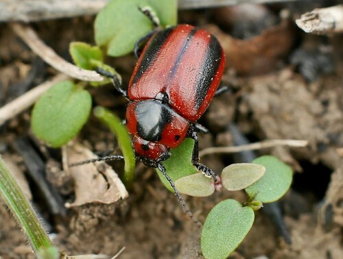 Red Turnip Beetle