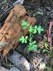 Nemophila parviflora