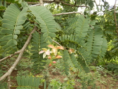 Tamarind (Tamarindus)