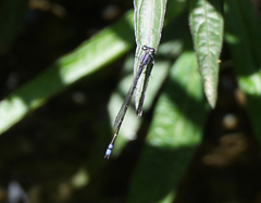Enallagma novaehispaniae