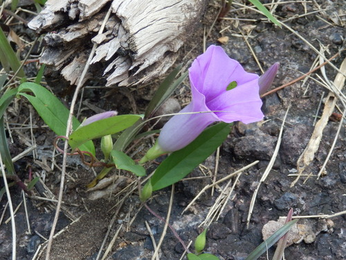 Argyreia lanceolata, photograph 1
