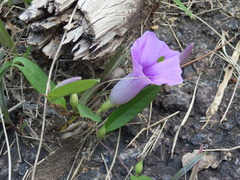 Argyreia lanceolata, photograph Jean Jacques Godon, CC BY, iNaturalist via GBIF