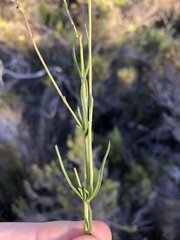 Chaenostoma subnudum