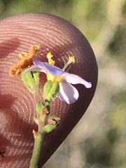 Chaenostoma subnudum