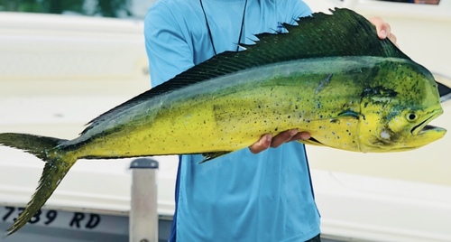 Common Dolphinfish