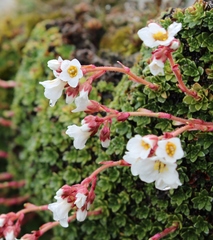 Saxifragales
