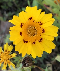 Coreopsis nuecensis